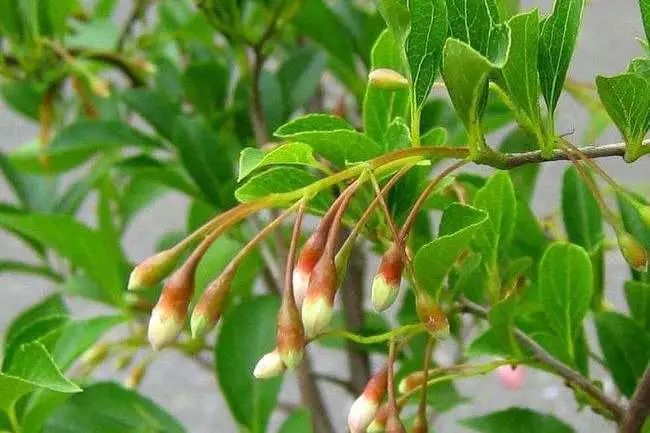 1649822275685582.jpg x.jpg